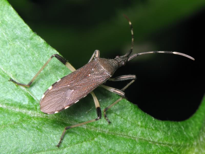 Dicranocephalus albipes (Fabricius, 1781)
